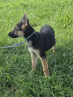 Wilbur, a male German Shepherd Dog for sale in Rocky Mount, VA – 3 of 10