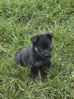 Mr Homer, a male German Shepherd Dog for sale in Rocky Mount, VA – 3 of 3