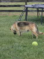 Templeton, a male German Shepherd Dog for sale in Rocky Mount, VA – 4 of 4