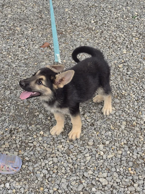 Rafiki – German Shepherd Dog puppy for sale in Rocky Mount, VA