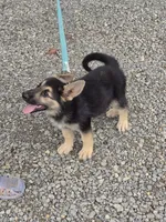 Rafiki, a male German Shepherd Dog for sale in Rocky Mount, VA – 1 of 10