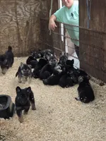 Henry Fussy, a male German Shepherd Dog for sale in Rocky Mount, VA – 4 of 6