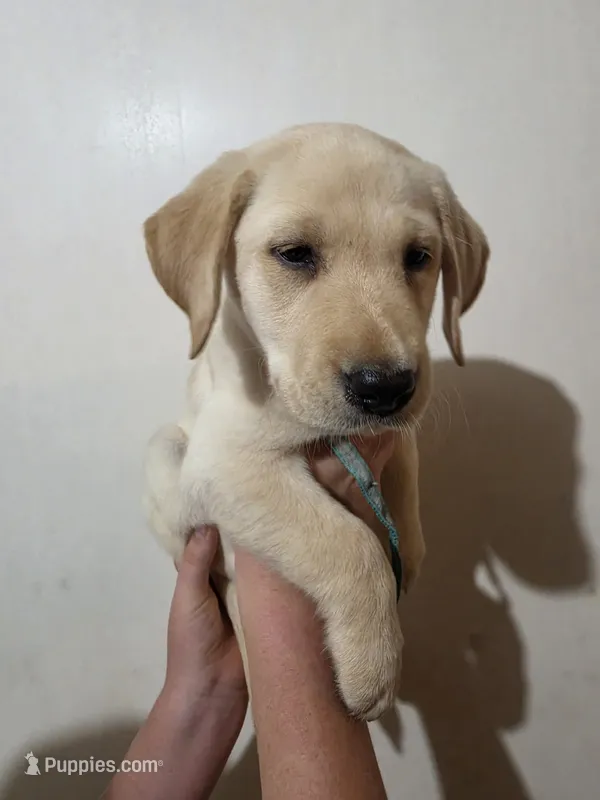 Kona – Labrador Retriever puppy for sale in Rocky Mount, VA