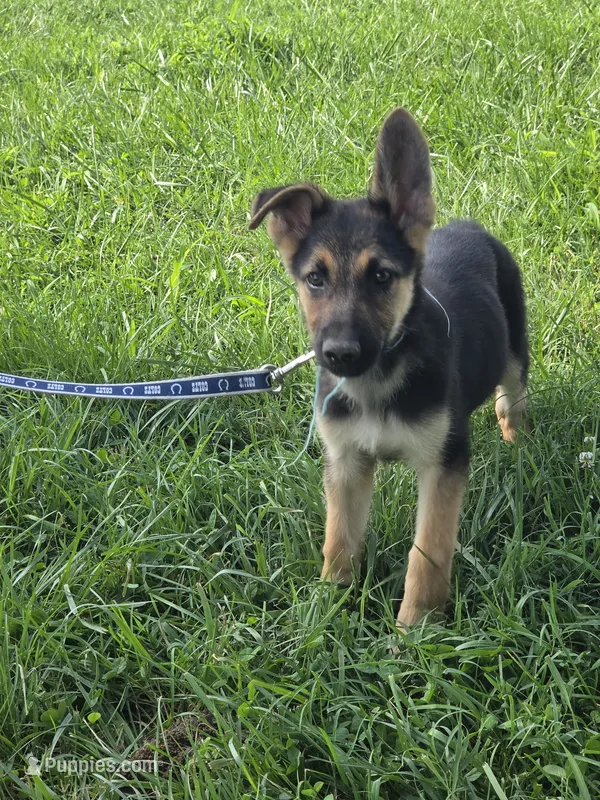 Wilbur – German Shepherd Dog puppy for sale in Rocky Mount, VA