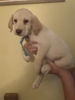 Grace, a female Labrador Retriever for sale in Rocky Mount, VA – 5 of 5