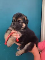 Dr. Dorian, a male German Shepherd Dog for sale in Rocky Mount, VA – 2 of 6