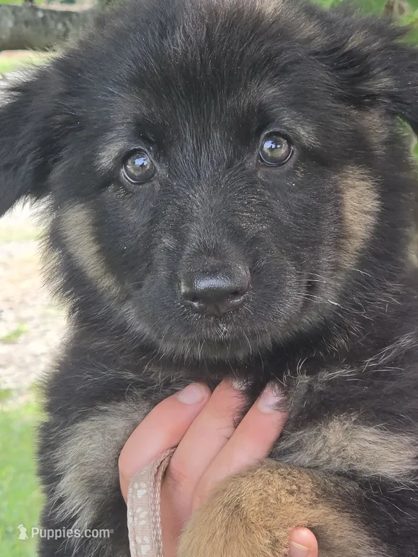 Fern – German Shepherd Dog puppy for sale in Rocky Mount, VA