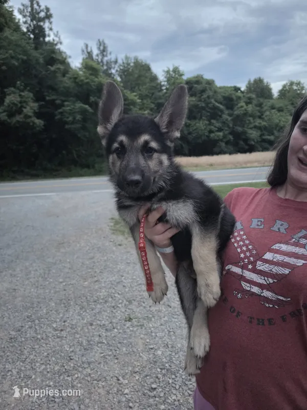 Rafiki – German Shepherd Dog puppy for sale in Rocky Mount, VA