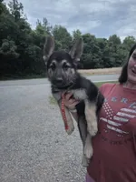 Rafiki, a male German Shepherd Dog for sale in Rocky Mount, VA – 3 of 10