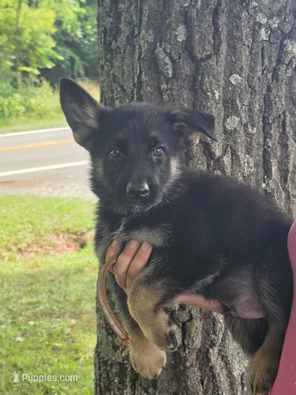 Templeton – German Shepherd Dog puppy for sale in Rocky Mount, VA