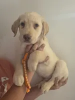 Danny Williams , a male Labrador Retriever for sale in Rocky Mount, VA – 2 of 5