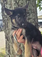 Henry Fussy, a male German Shepherd Dog for sale in Rocky Mount, VA – 2 of 6