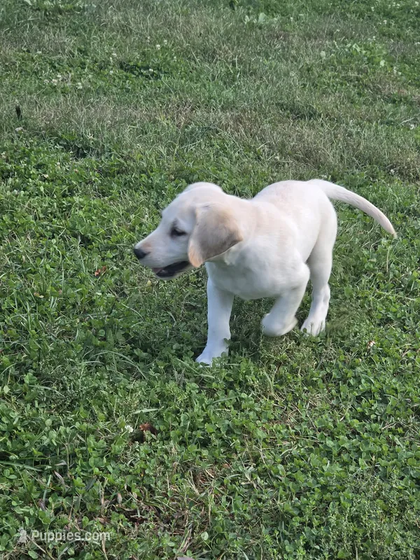 Lou – Labrador Retriever puppy for sale in Rocky Mount, VA