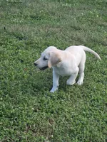 Lou, a male Labrador Retriever for sale in Rocky Mount, VA – 1 of 10