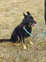 Fern, a female German Shepherd Dog for sale in Rocky Mount, VA – 3 of 4