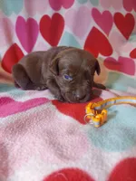 York, a male Labrador Retriever for sale in Rocky Mount, VA – Photo 3 of 3