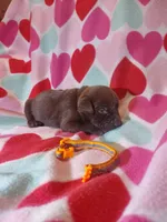 York, a male Labrador Retriever for sale in Rocky Mount, VA – Photo 2 of 3