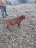 Almond Joy, a female Labrador Retriever for sale in Rocky Mount, VA – Photo 4 of 4