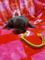 Almond Joy, a female Labrador Retriever for sale in Rocky Mount, VA – Photo 1 of 4