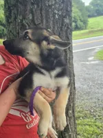Mrs. Arable, a female German Shepherd Dog for sale in Rocky Mount, VA – 3 of 6