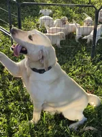 Kona, a female Labrador Retriever for sale in Rocky Mount, VA – 2 of 2