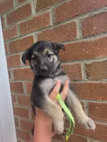 Nellie, a female German Shepherd Dog for sale in Rocky Mount, VA – 2 of 4