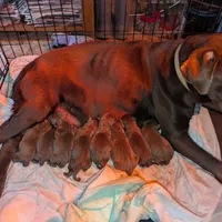 Shaylee's pups, a female Labrador Retriever for sale in Rocky Mount, VA – Photo 1 of 3