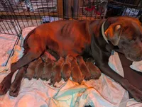 Shaylee's pups, a female Labrador Retriever for sale in Rocky Mount, VA – Photo 1 of 3