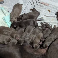 Shaylee's pups, a female Labrador Retriever for sale in Rocky Mount, VA – Photo 2 of 3