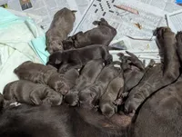 Shaylee's pups, a female Labrador Retriever for sale in Rocky Mount, VA – Photo 2 of 3