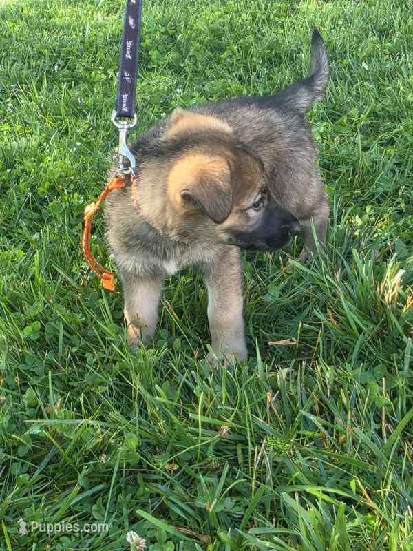 Taka – German Shepherd Dog puppy for sale in Rocky Mount, VA