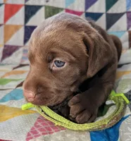 Milky way, a female Labrador Retriever for sale in Rocky Mount, VA – Photo 2 of 2