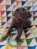 Milky way, a female Labrador Retriever for sale in Rocky Mount, VA – Photo 1 of 2