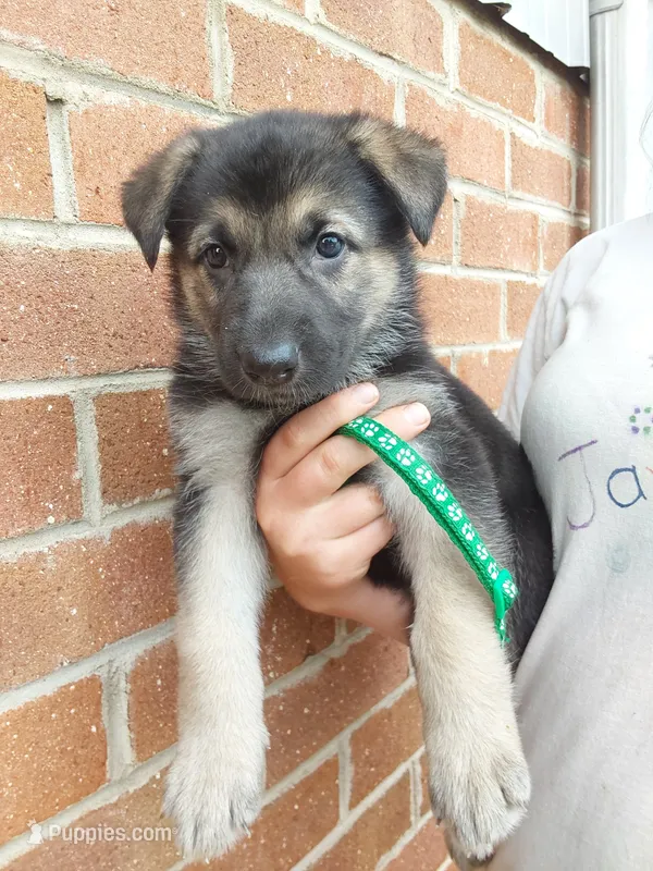 Pumbaa – German Shepherd Dog puppy for sale in Rocky Mount, VA