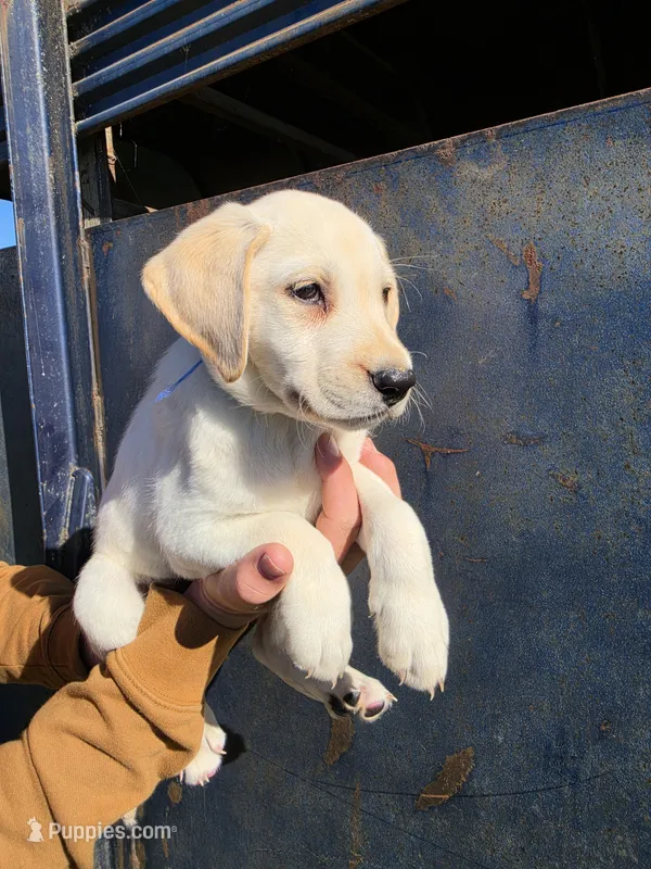 Lou – Labrador Retriever puppy for sale in Rocky Mount, VA