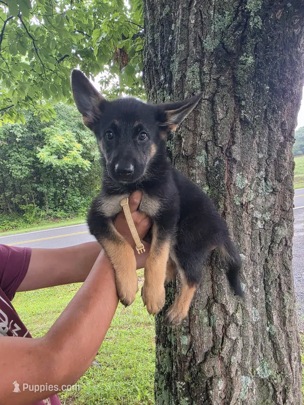 Mr Homer – German Shepherd Dog puppy for sale in Rocky Mount, VA