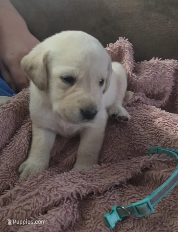 Kona – Labrador Retriever puppy for sale in Rocky Mount, VA