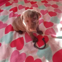 Bounty, a male Labrador Retriever for sale in Rocky Mount, VA – Photo 6 of 10
