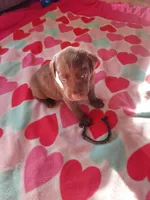 Bounty, a male Labrador Retriever for sale in Rocky Mount, VA – Photo 2 of 4