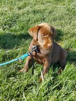 Bounty, a male Labrador Retriever for sale in Rocky Mount, VA – Photo 2 of 10