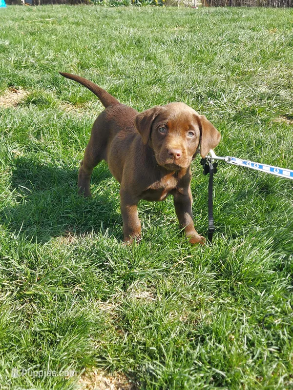 Bounty – Labrador Retriever puppy for sale in Rocky Mount, VA