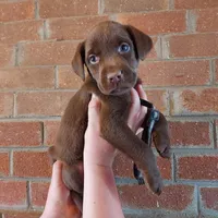 Bounty, a male Labrador Retriever for sale in Rocky Mount, VA – Photo 7 of 10
