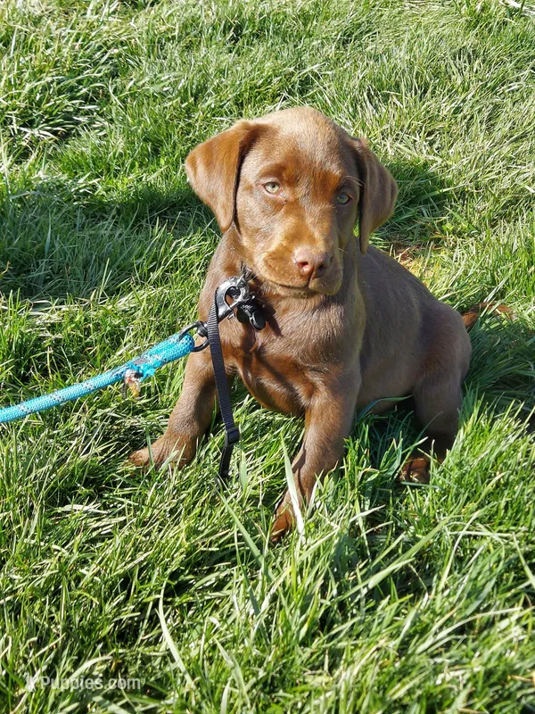 Bounty – Labrador Retriever puppy for sale in Rocky Mount, VA