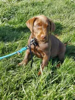 Bounty, a male Labrador Retriever for sale in Rocky Mount, VA – Photo 1 of 10