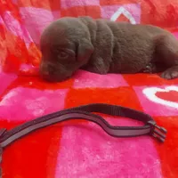 Bounty, a male Labrador Retriever for sale in Rocky Mount, VA – Photo 9 of 10