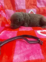 Bounty, a male Labrador Retriever for sale in Rocky Mount, VA – Photo 4 of 4