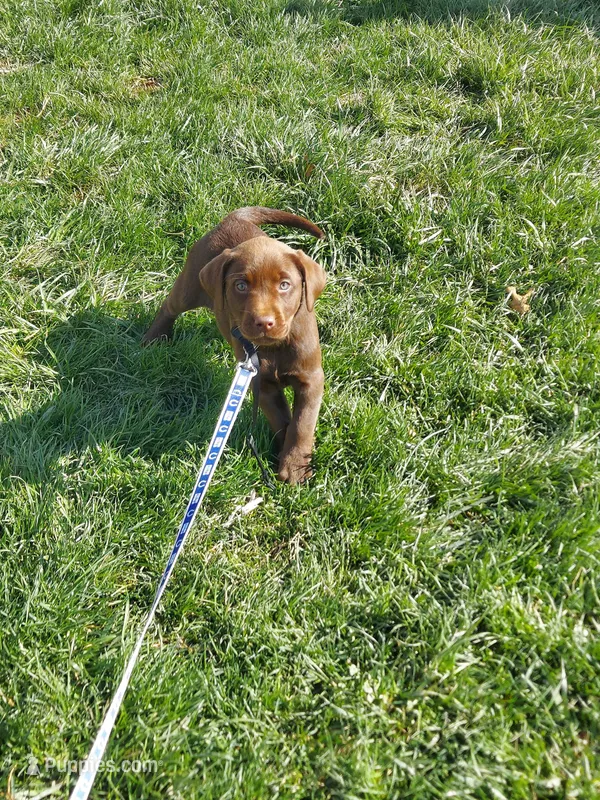 Bounty – Labrador Retriever puppy for sale in Rocky Mount, VA