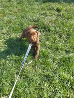 Bounty, a male Labrador Retriever for sale in Rocky Mount, VA – Photo 5 of 10