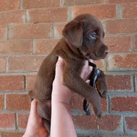 Bounty, a male Labrador Retriever for sale in Rocky Mount, VA – Photo 10 of 10