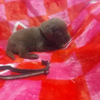 Bounty, a male Labrador Retriever for sale in Rocky Mount, VA – Photo 4 of 10